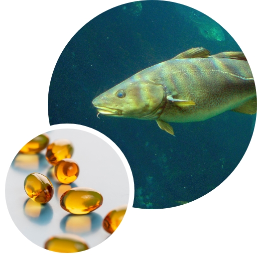 Capsule d'huile de poisson de haute mer pour animaux de compagnie